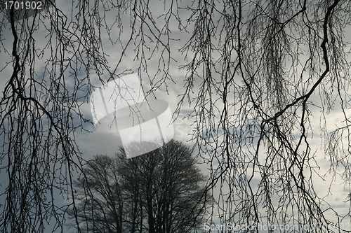 Image of winter trees