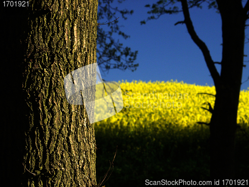 Image of yellow