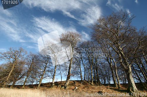 Image of trees and forest