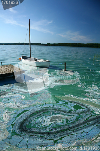 Image of Blue-green algae