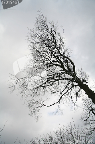 Image of branches