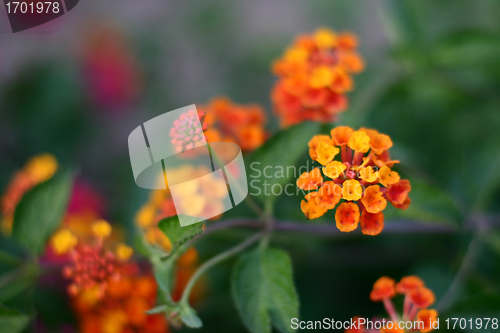 Image of Plants and flowers from corsica