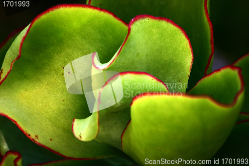 Image of Plants and flowers from corsica
