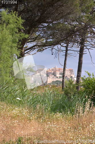 Image of calvi