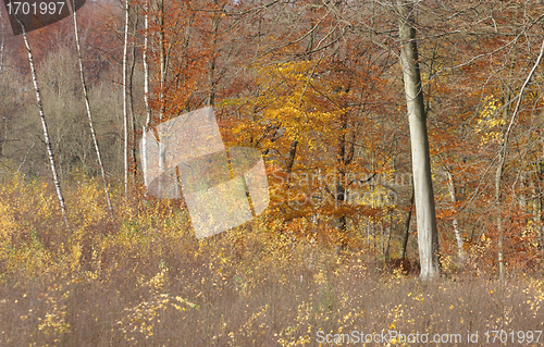 Image of Autumn forest
