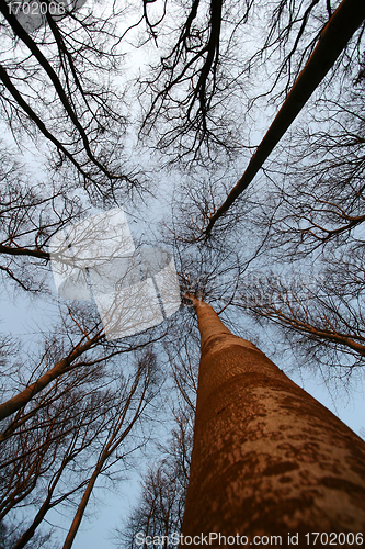 Image of forest