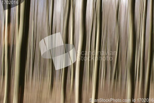 Image of forest