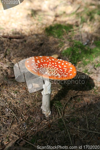 Image of amanita muscaria