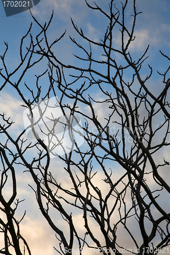 Image of branches