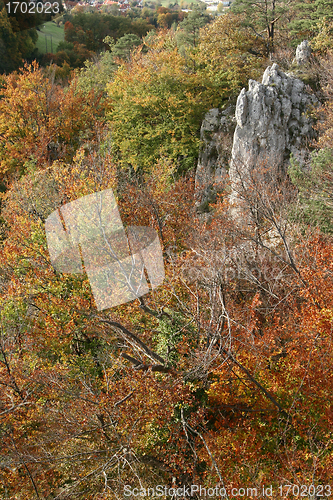 Image of trees and forest