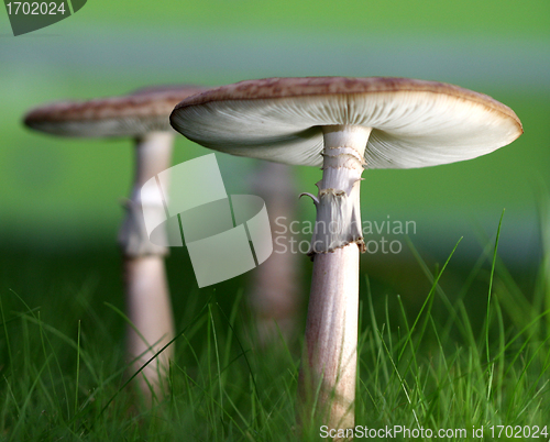 Image of mushroom