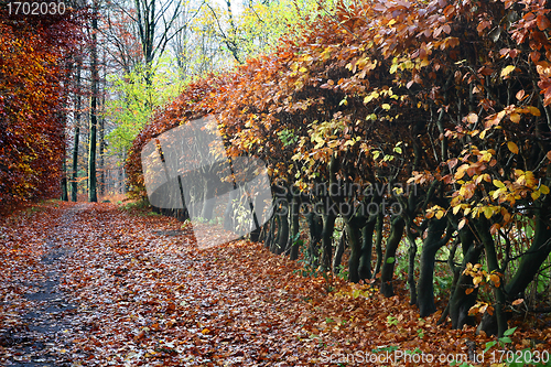 Image of colorul forest