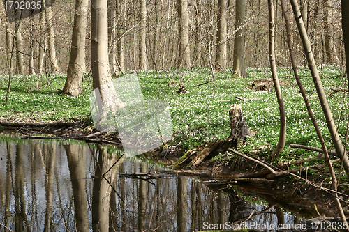 Image of trees and forest