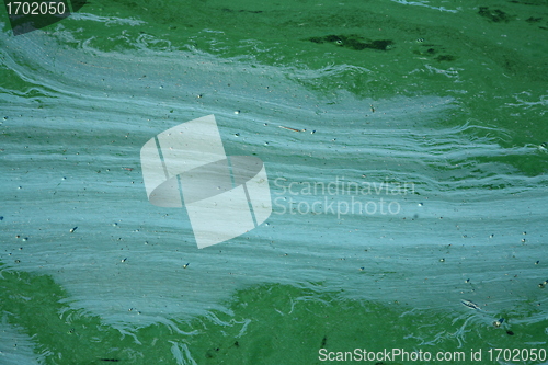 Image of Blue-green algae