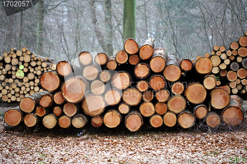 Image of tree trunk