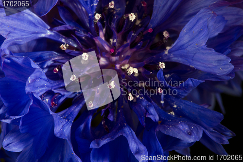 Image of Flowers