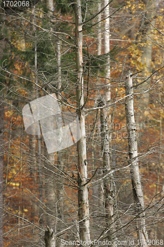 Image of Autumn forest