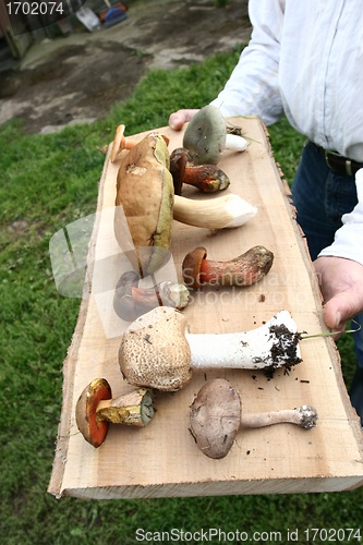 Image of MUSHROOM