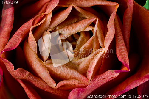 Image of Rose