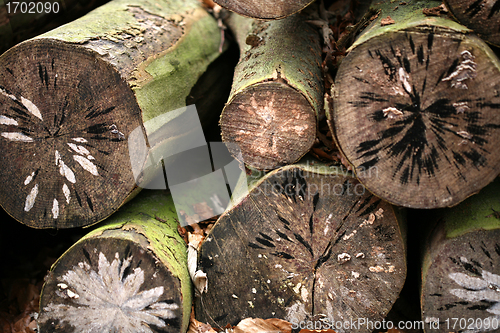 Image of tree trunk