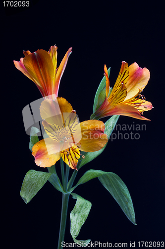 Image of Flowers