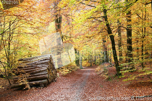 Image of Autumn forest