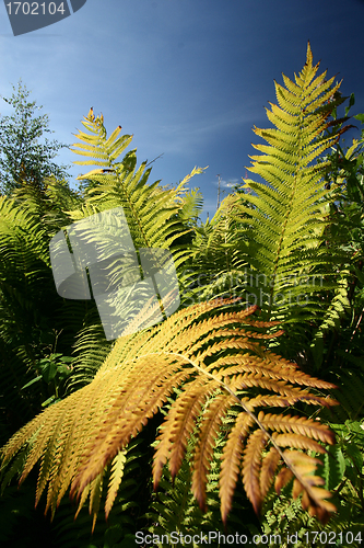 Image of autumn leaves