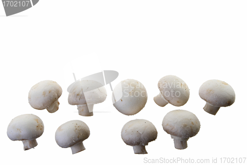 Image of Many white mushroom