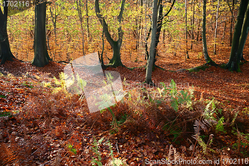 Image of colorul forest