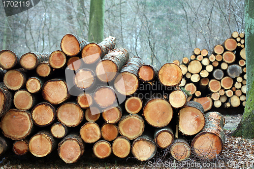 Image of tree trunk