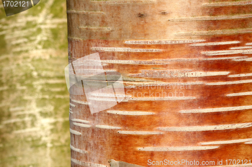 Image of branches