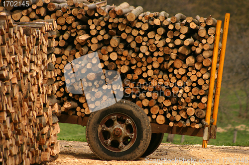 Image of tree trunk