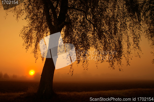 Image of branches morning