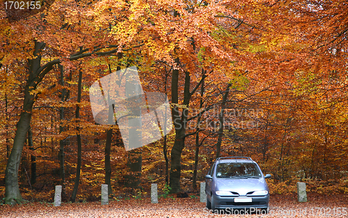 Image of Autumn forest