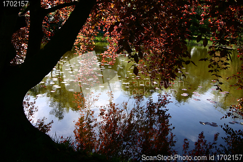 Image of trees and forest