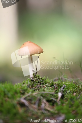 Image of MUSHROOM