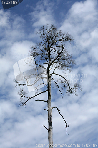 Image of branches in the sky