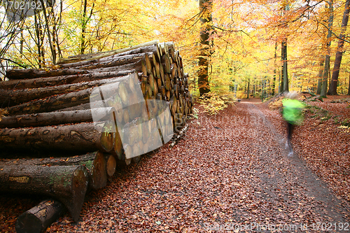 Image of Autumn forest