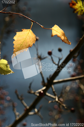 Image of autumn tree