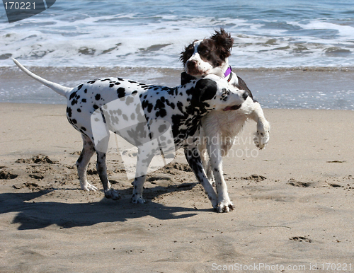 Image of 2 dogs playing