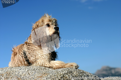 Image of abandonned dog