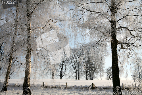 Image of winter in denmark