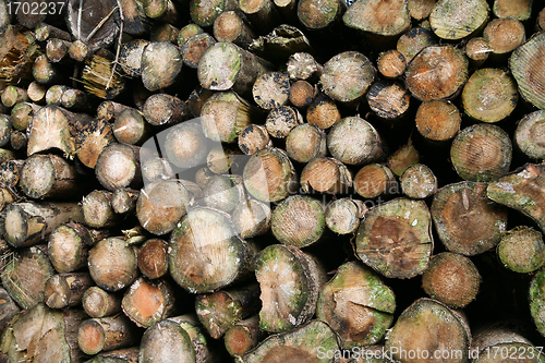 Image of tree trunk