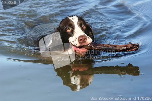 Image of Dog in the lake