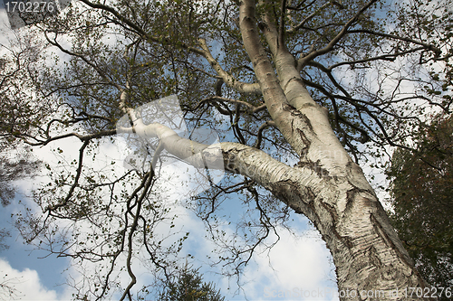Image of autumn leaves