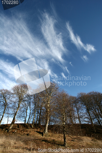 Image of trees and forest