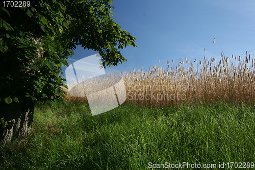 Image of nature landscape