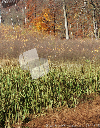 Image of Autumn forest