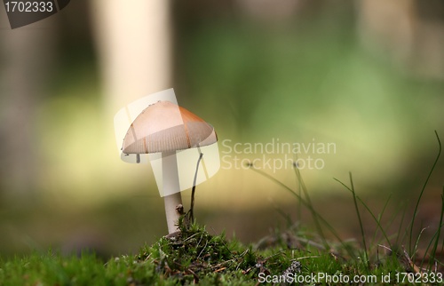 Image of MUSHROOM