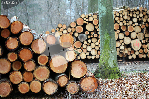 Image of tree trunk